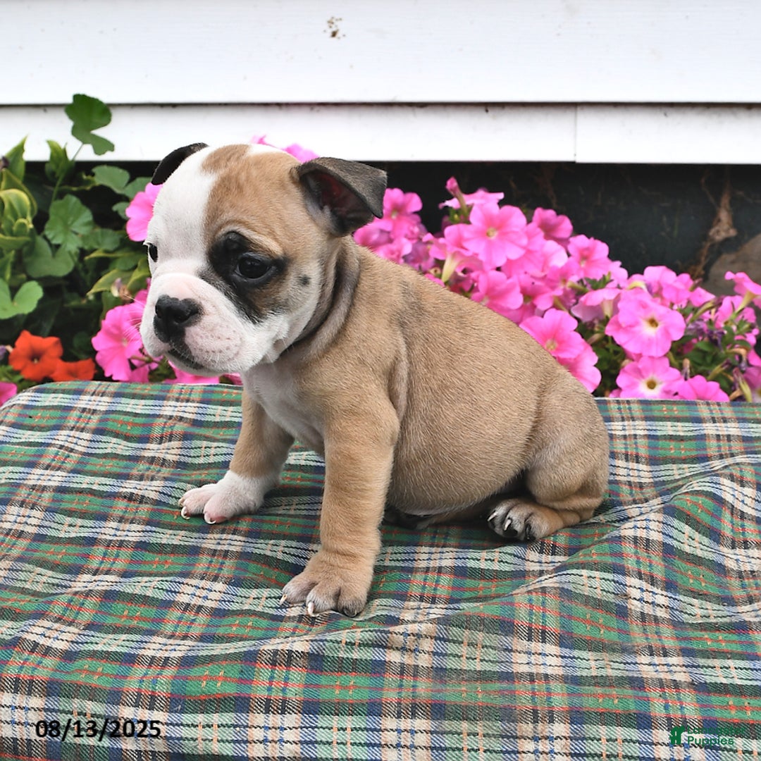 English Bulldog dogs for sale: Bruno - Image 2
