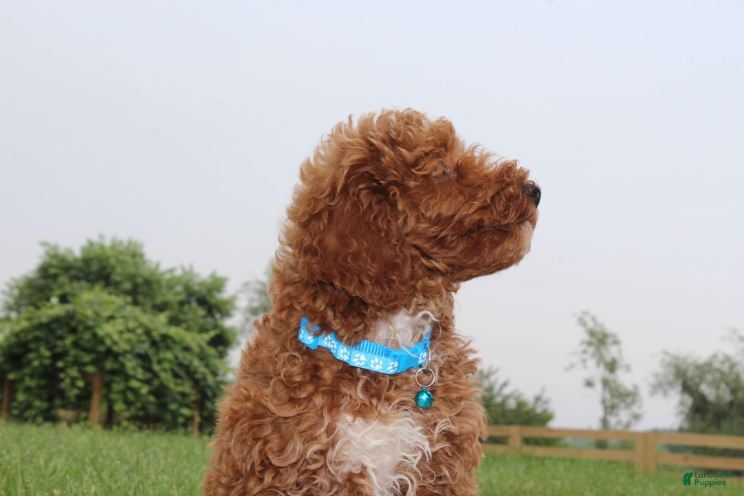 Miniature Poodle dogs for sale: Akc Patch - Image 10