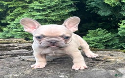 French Bulldog dogs for sale: Genius - Image 2
