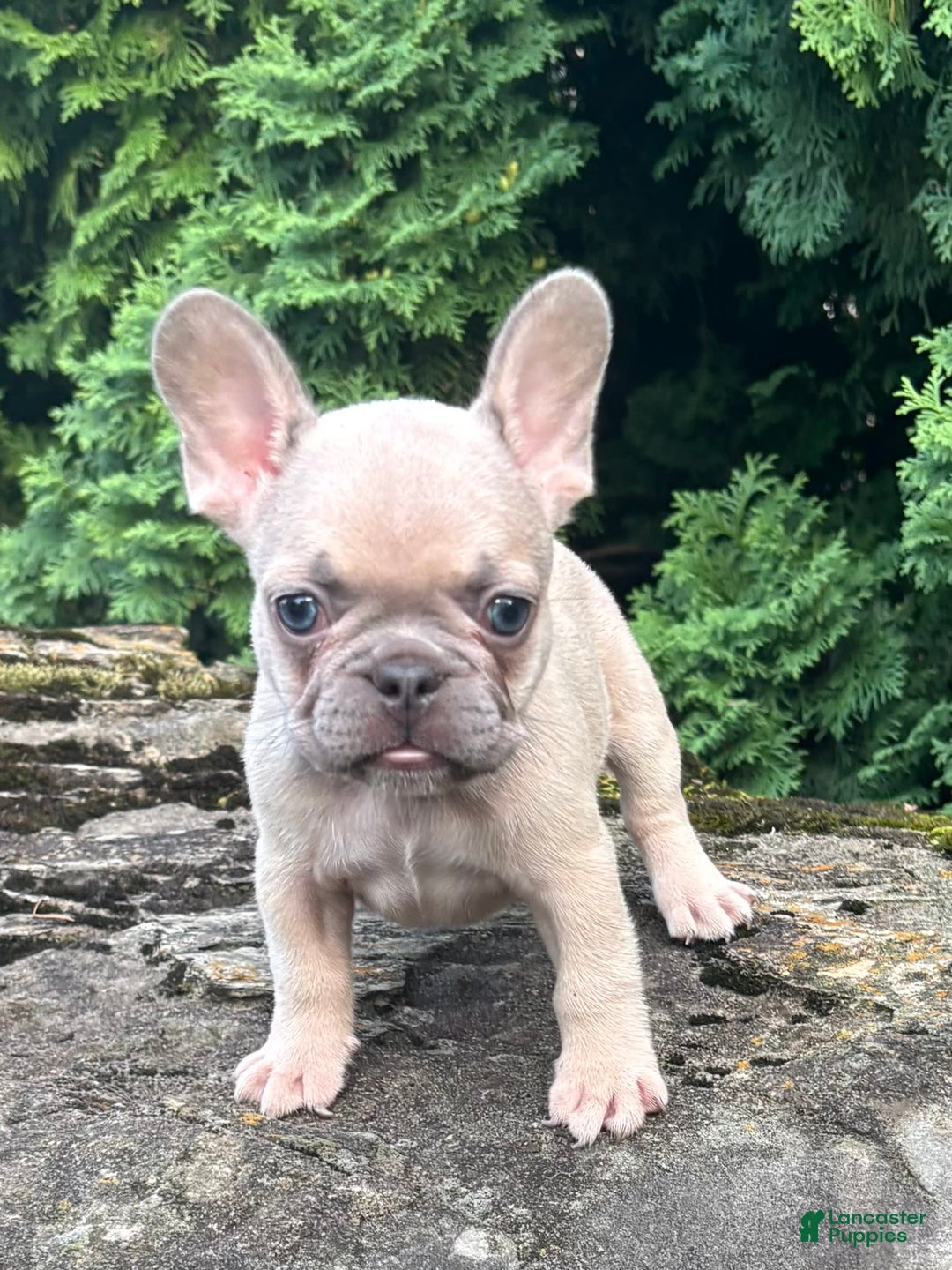 French Bulldog dogs for sale: Genius - Image 2