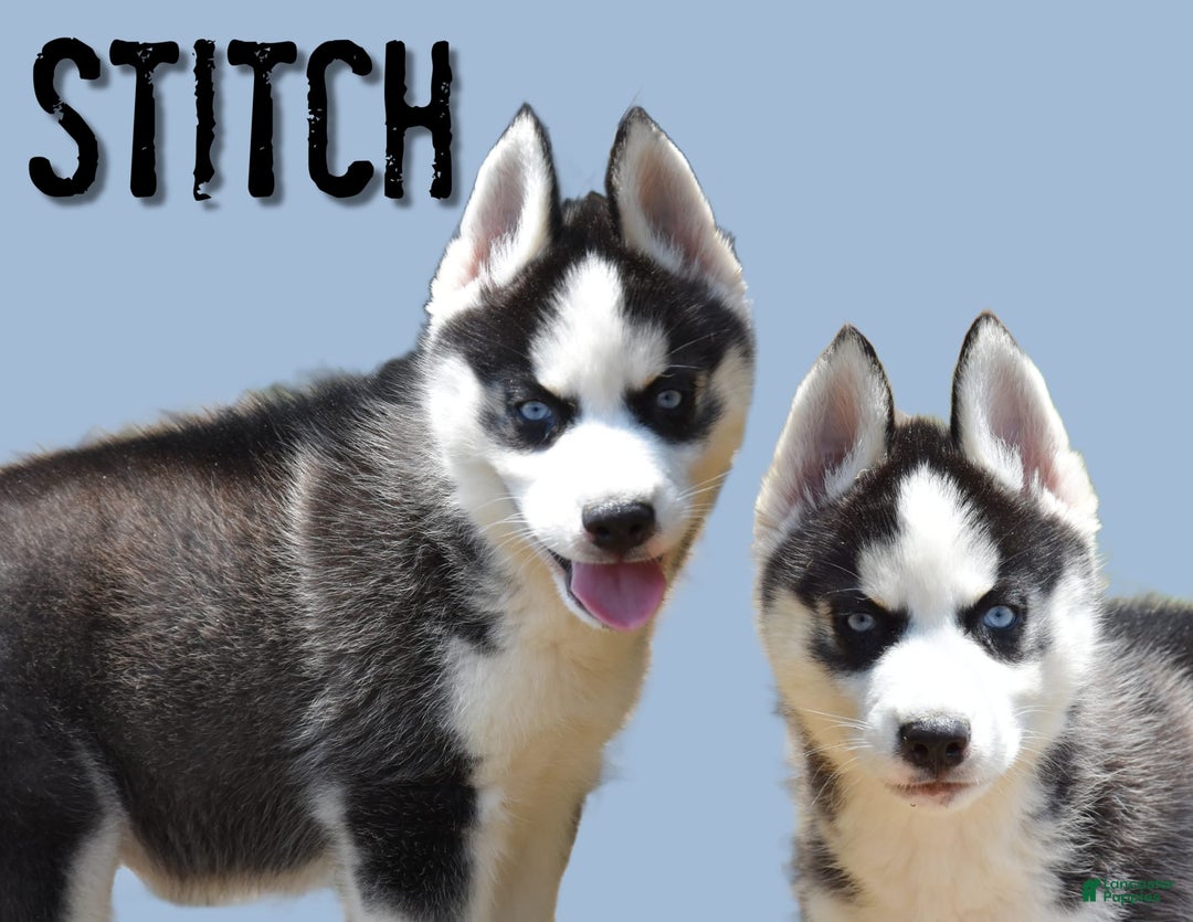 Siberian Husky dogs for sale: Stitch - Image 1
