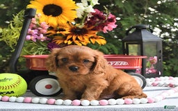 Cavalier King Charles Spaniel dogs for sale: Zander Blake - Image 8