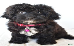Bichpoo dogs for sale: Roxan - Image 5