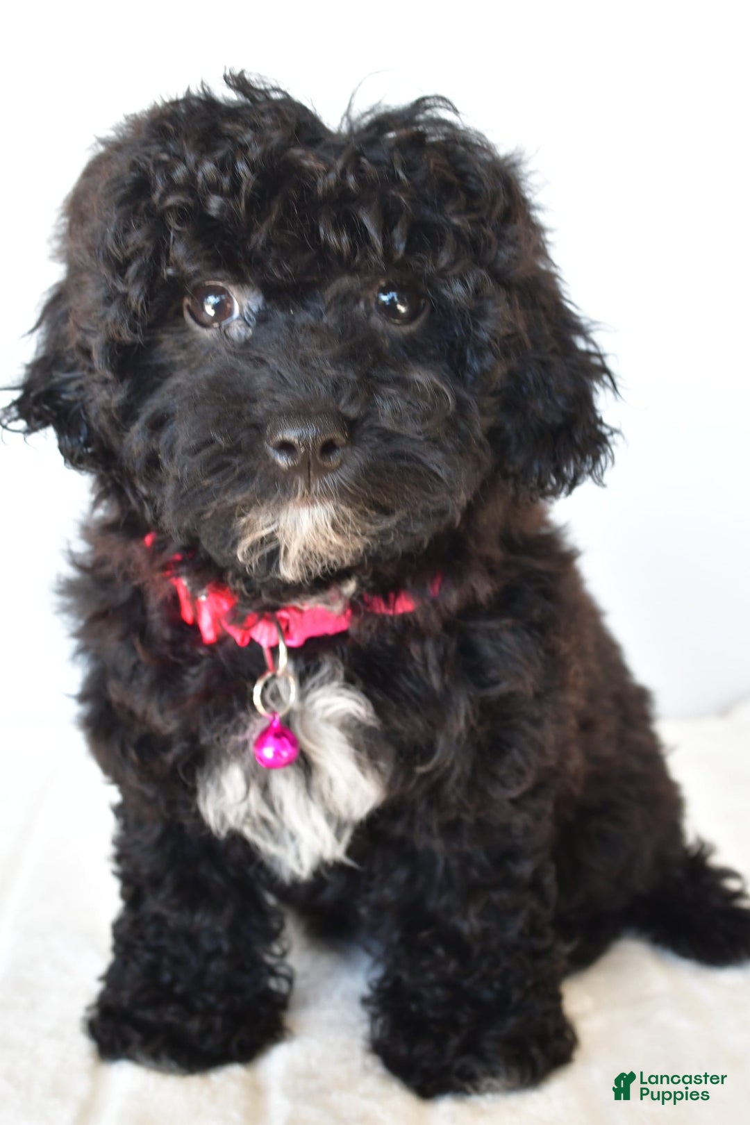 Bichpoo dogs for sale: Roxan - Image 5