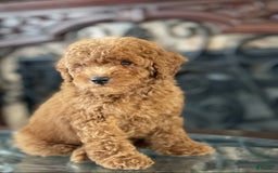 Toy Poodle dogs for sale: Puppy - Image 1