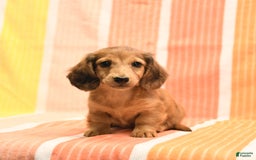 Dachshund dogs for sale: Katie - Image 1