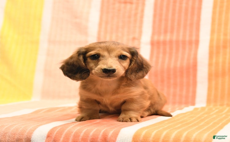 Dachshund dogs for sale - Ad 1