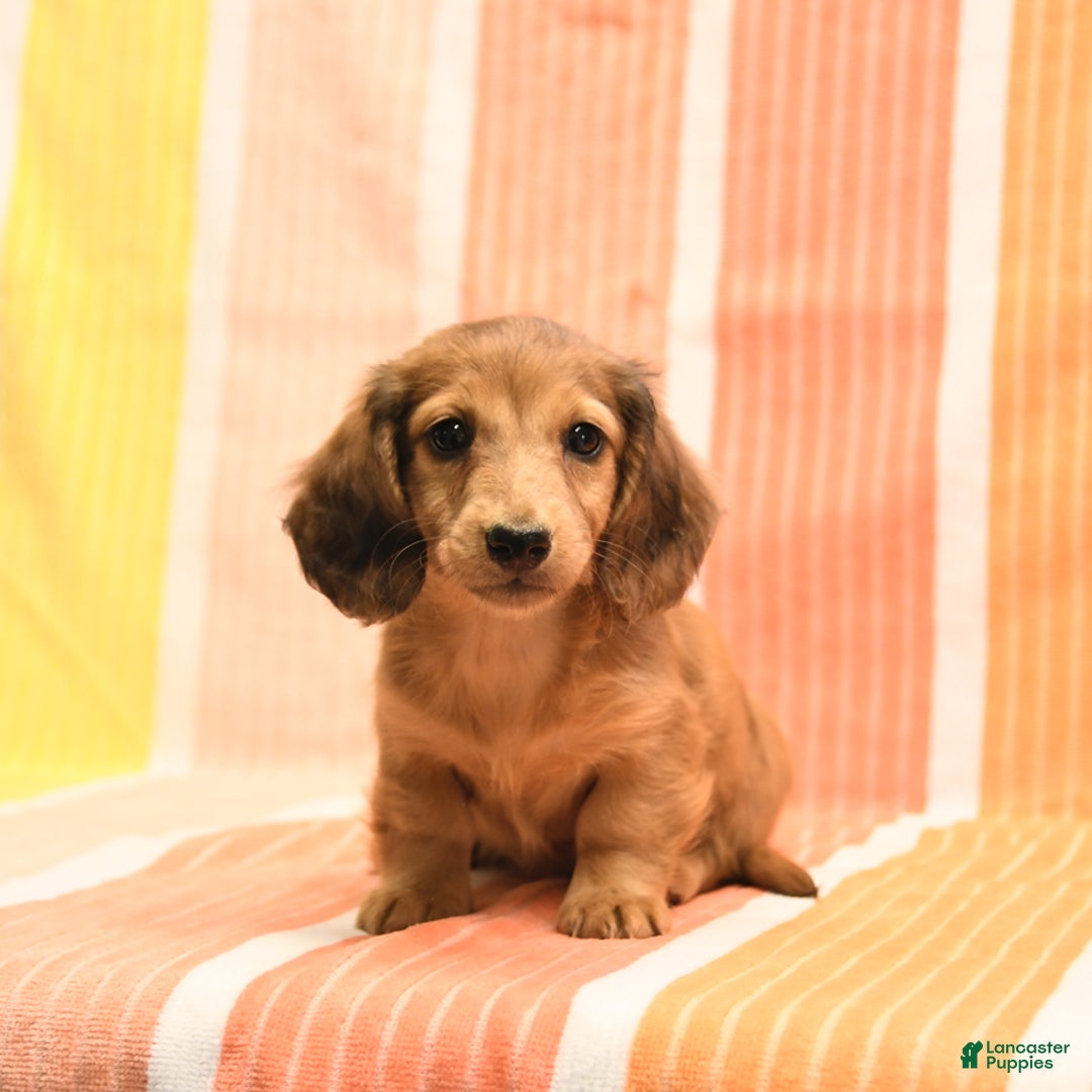 Dachshund dogs for sale: Katie - Image 1