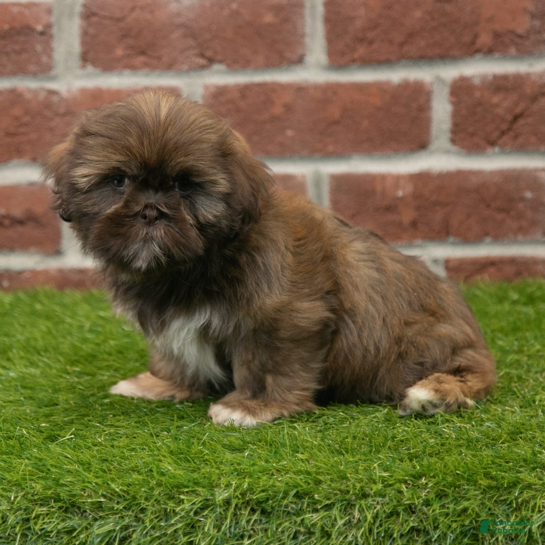Shih Tzu dogs for sale: Scarlett - Image 1
