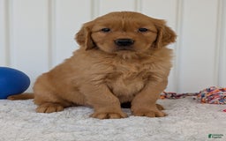 Golden Retriever dogs for sale: Hunter - Image 5