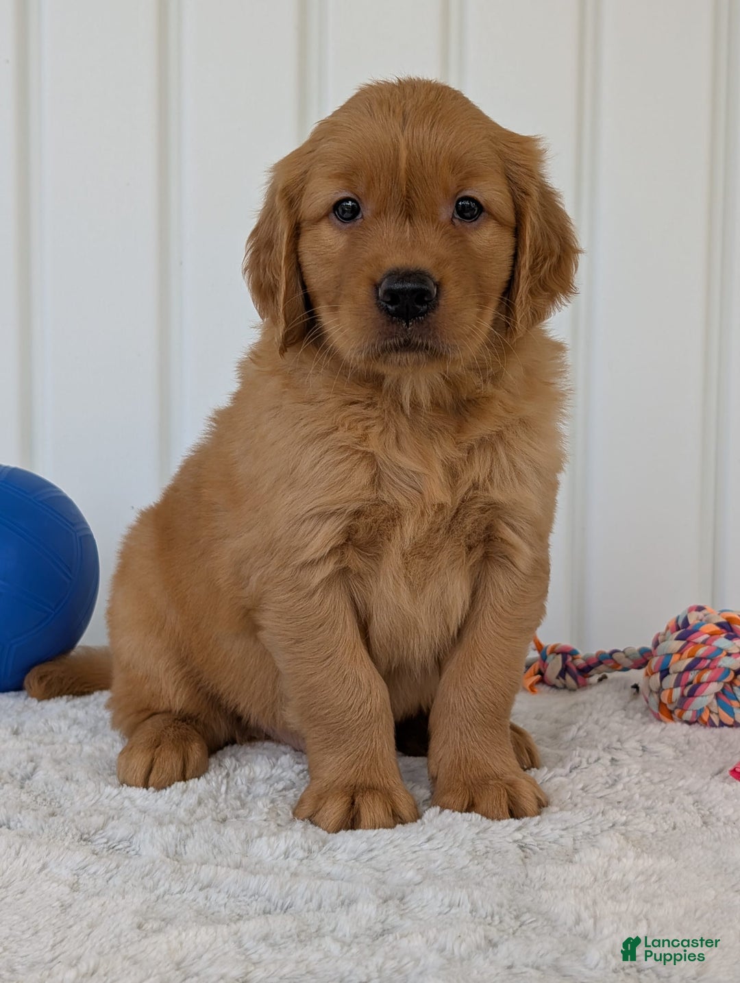 Golden Retriever dogs for sale: Hunter - Image 5