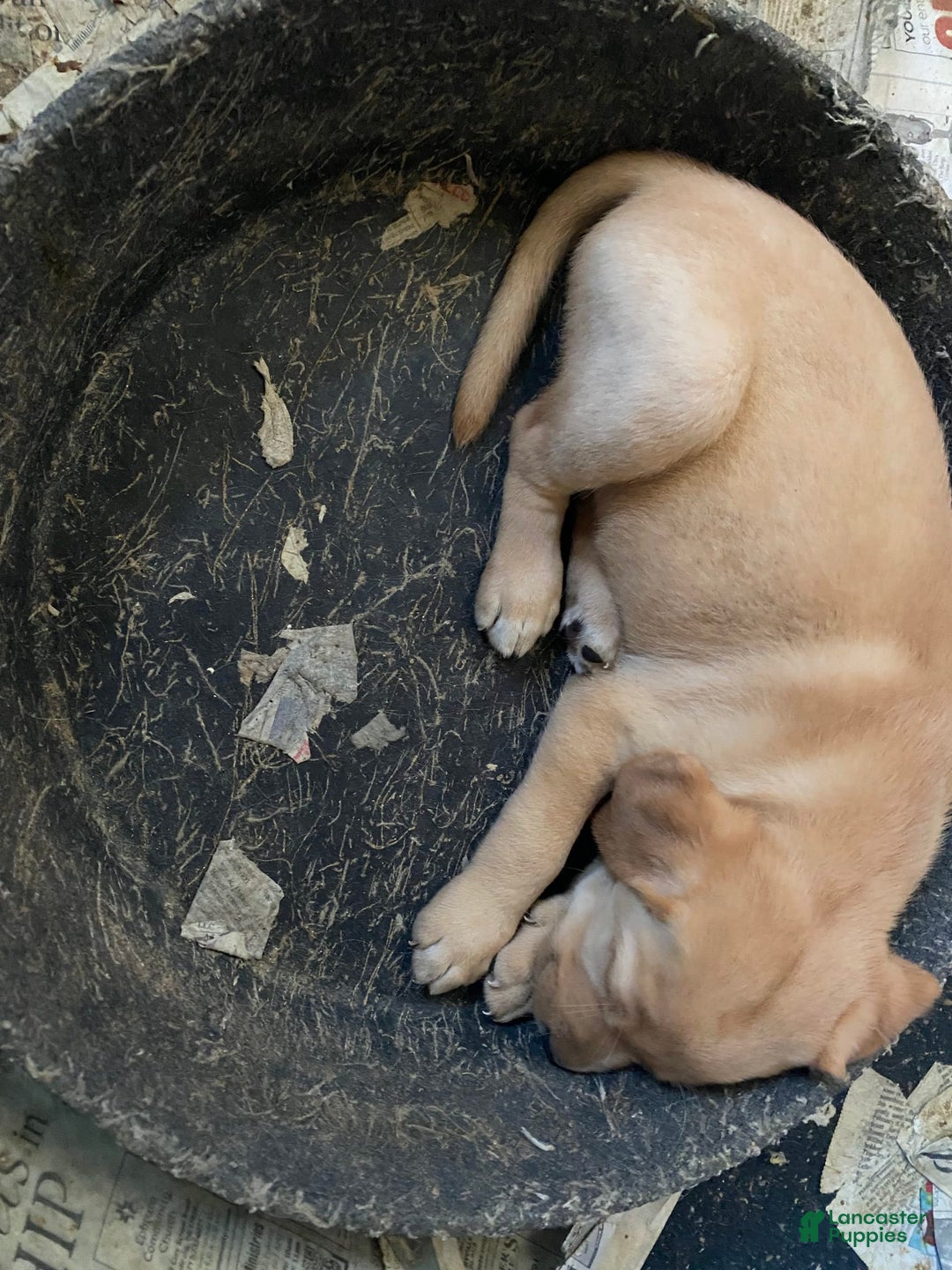 Labrador Retriever dogs for sale: Sarah - Image 1