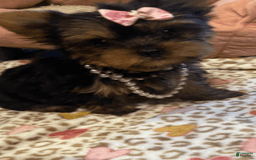 Yorkshire Terrier dogs for sale: Nora - Image 2