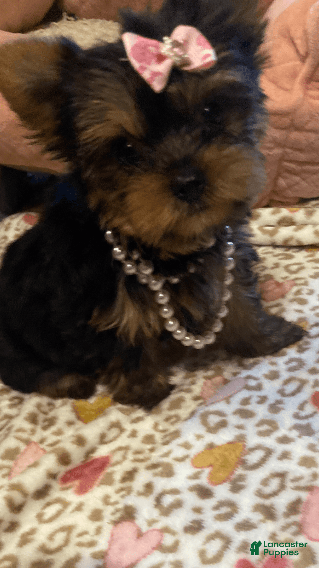 Yorkshire Terrier dogs for sale: Nora - Image 2