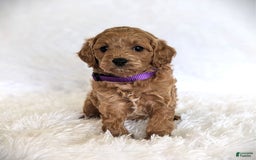 Cavapoo dogs for sale: Precious - Image 6