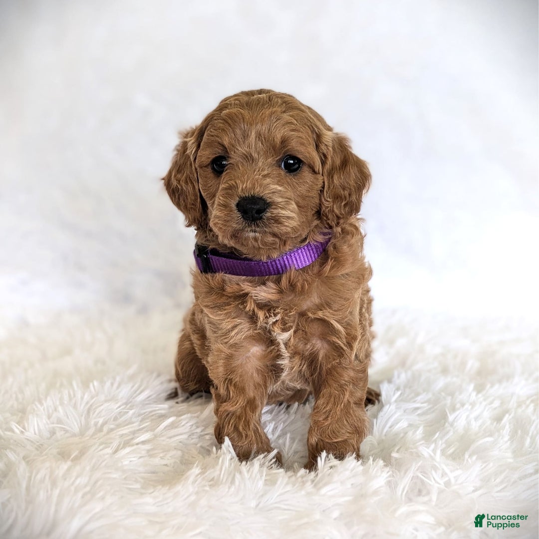 Cavapoo dogs for sale: Precious - Image 6