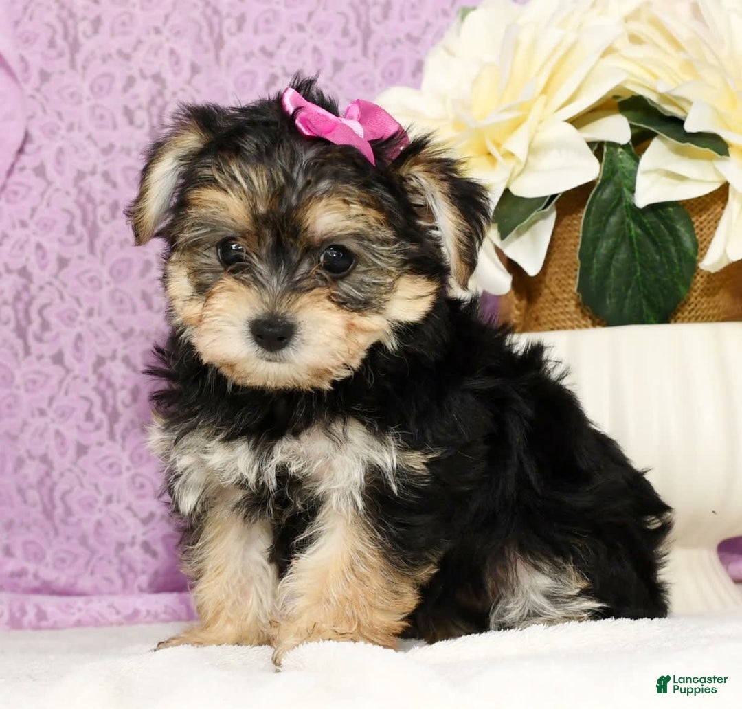 Yochon dogs for sale: Twila - Image 4