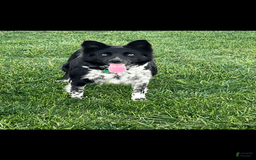 Border Collie dogs for sale: Blackie - Image 4