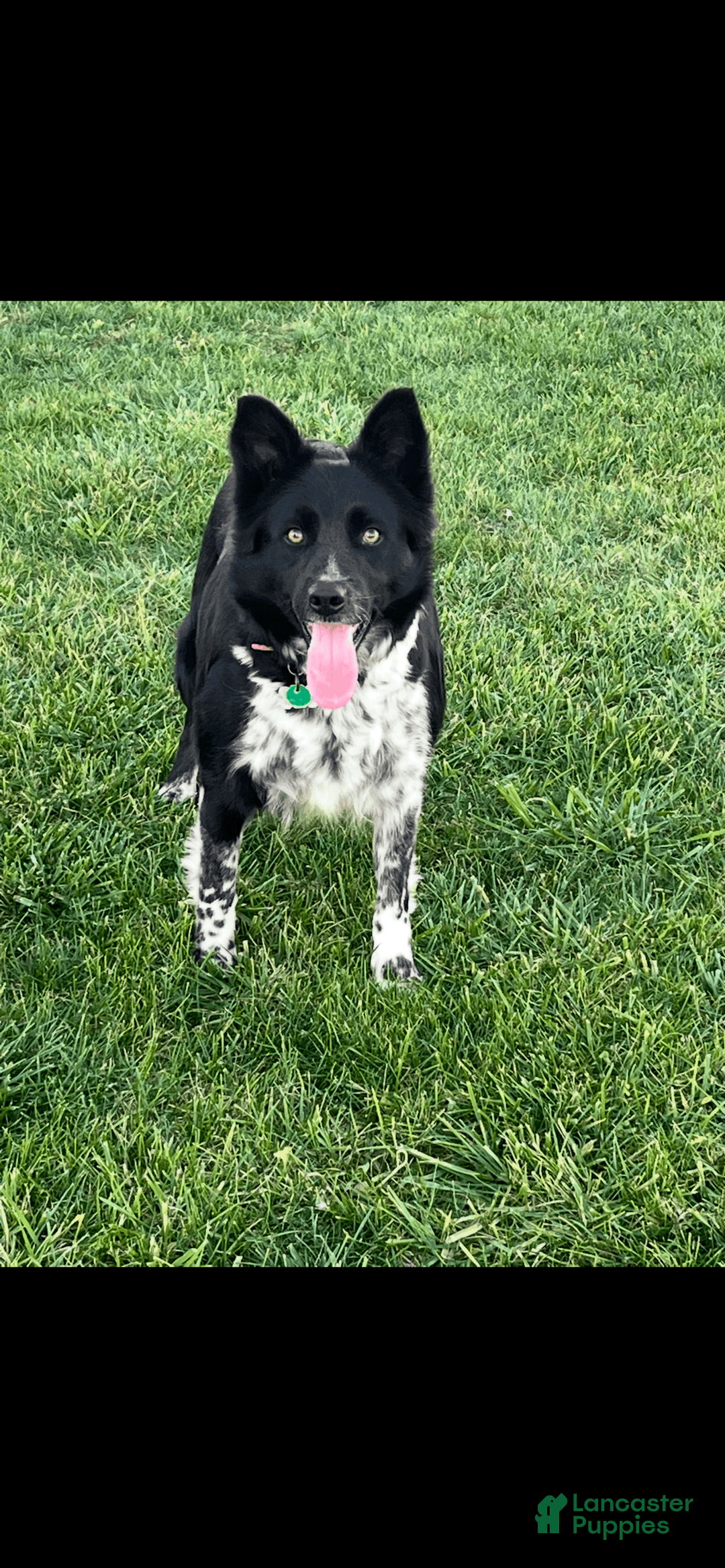 Border Collie dogs for sale: Blackie - Image 4