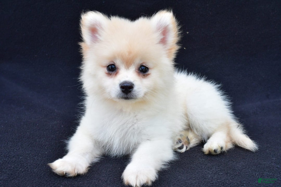 Pomeranian dogs for sale: Duke - Image 8