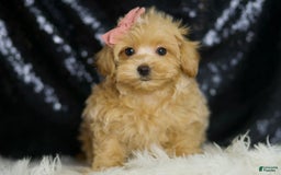 Maltipoo dogs for sale: Sissy - Image 2