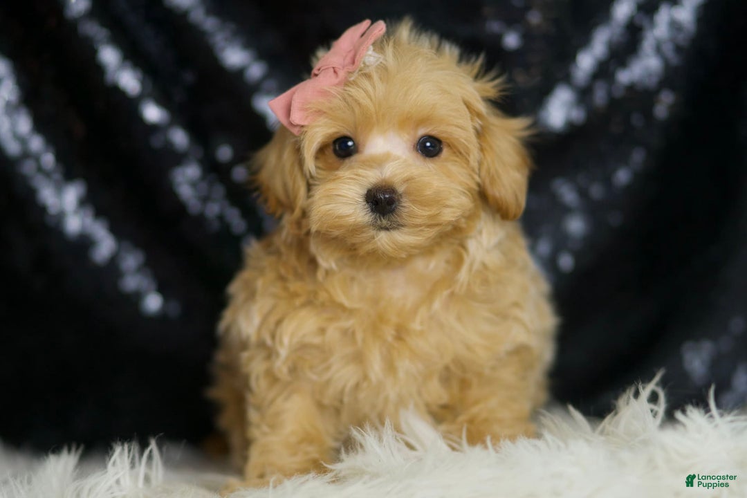 Maltipoo dogs for sale: Sissy - Image 2
