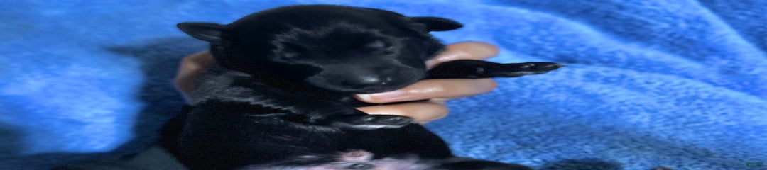 Akc Certified Male 7