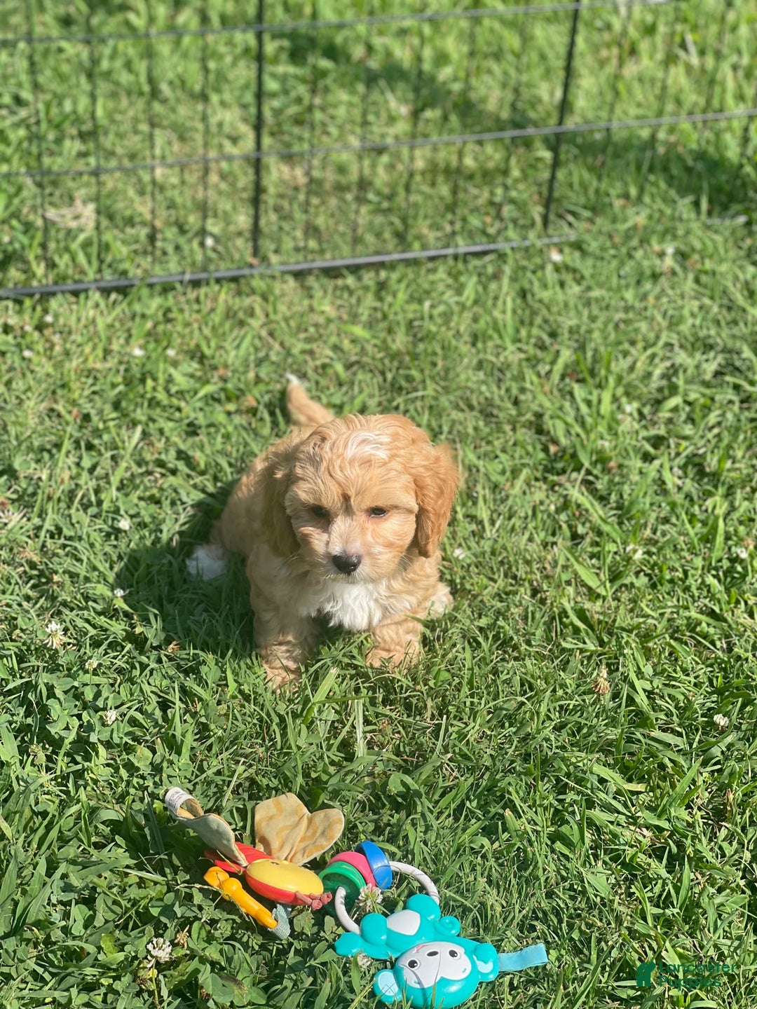 Cavapoo dogs for sale: Puppy 23 - Image 6