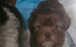 Shih Tzu dogs for sale: Nono - Image 1