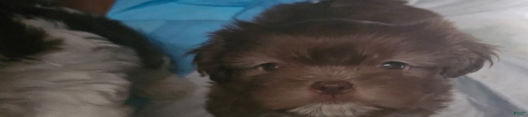 Nono