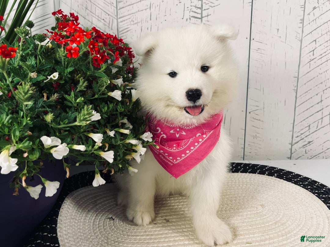 Samoyed dogs for sale: Chloe - Image 3
