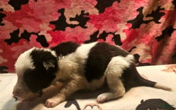 Border Collie dogs for sale: I-dog - Image 26