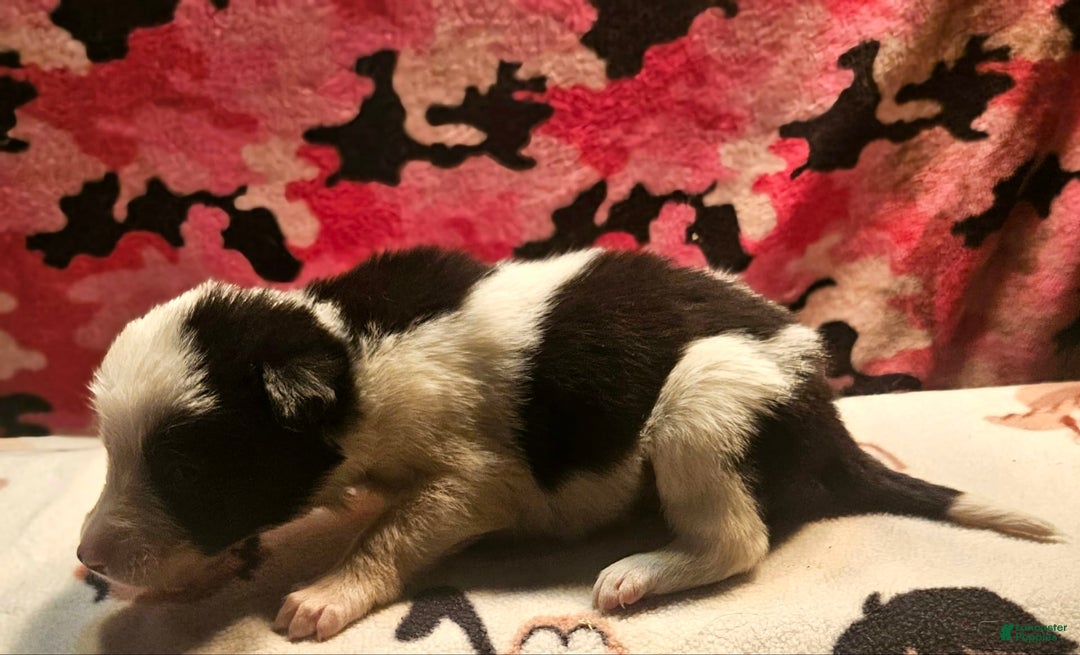 Border Collie dogs for sale: I-dog - Image 26