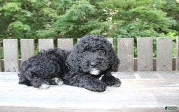 Mini Goldendoodle dogs for sale: Kevin - Image 2