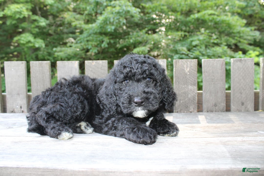 Mini Goldendoodle dogs for sale: Kevin - Image 2