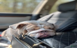 English Bulldog dogs for sale: Girl 1 - Image 3