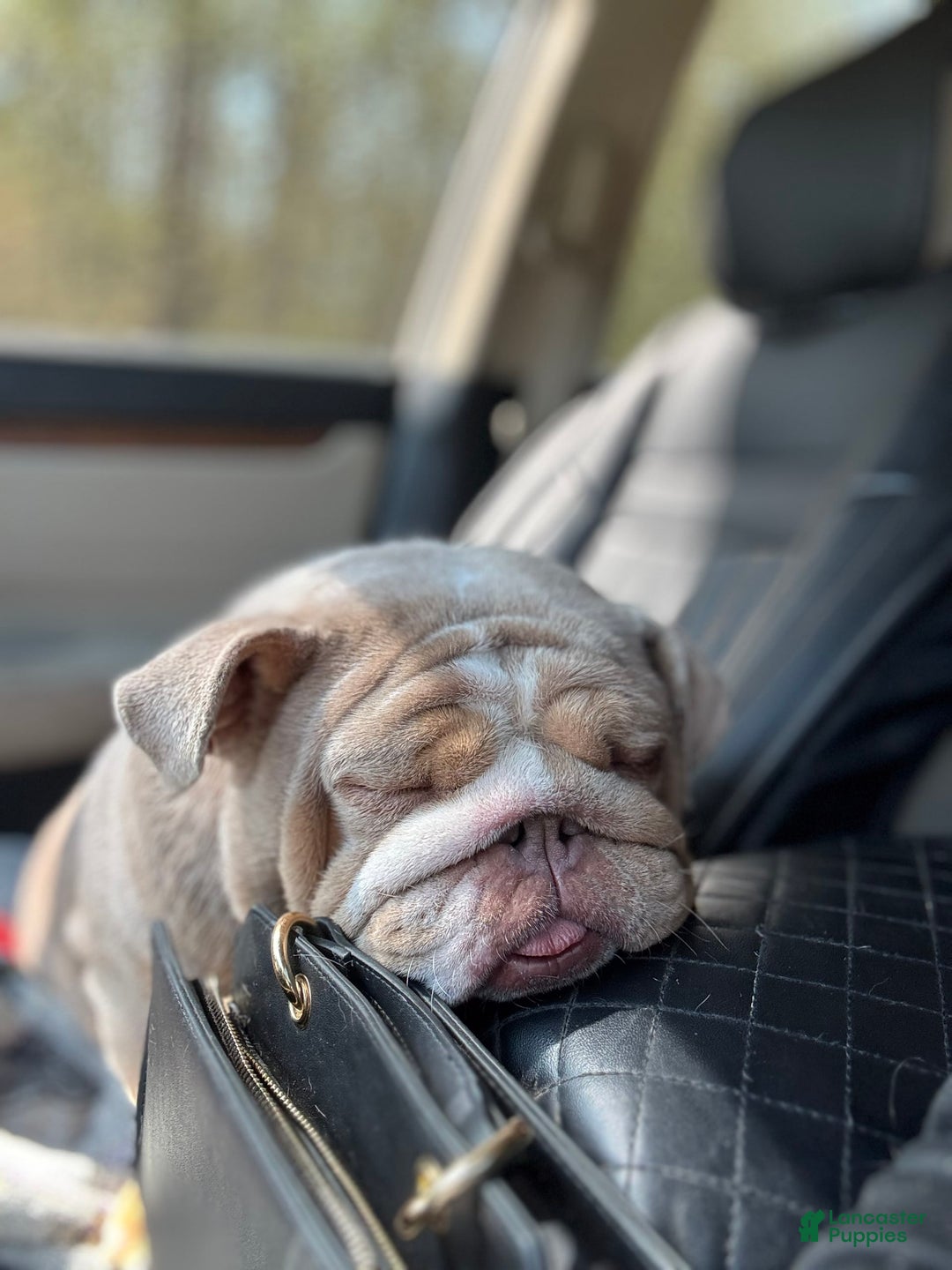English Bulldog dogs for sale: Girl 1 - Image 3