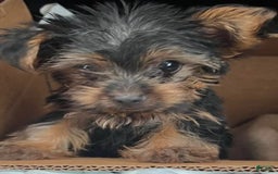 Yorkshire Terrier dogs for sale: Bonnie - Image 1