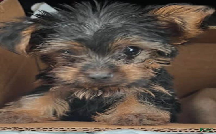 Yorkshire Terrier dogs for sale - Ad 2