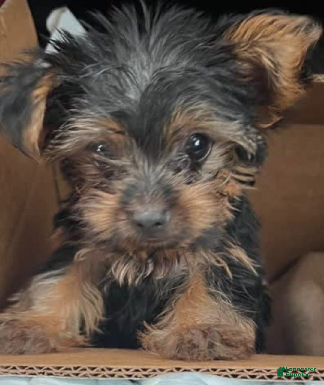 Yorkshire Terrier dogs for sale: Bonnie - Image 1