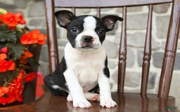 Boston Terrier dogs for sale: Blaze - Image 3
