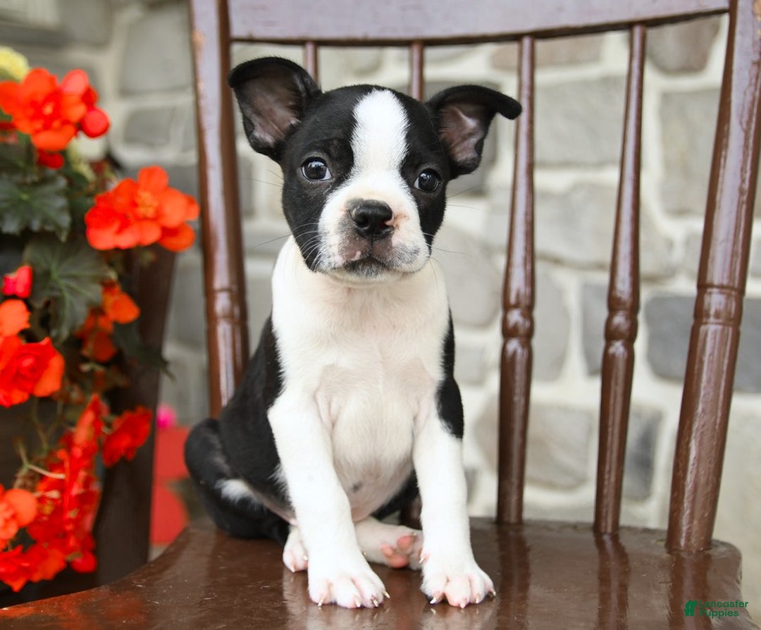 Boston Terrier dogs for sale: Blaze - Image 3