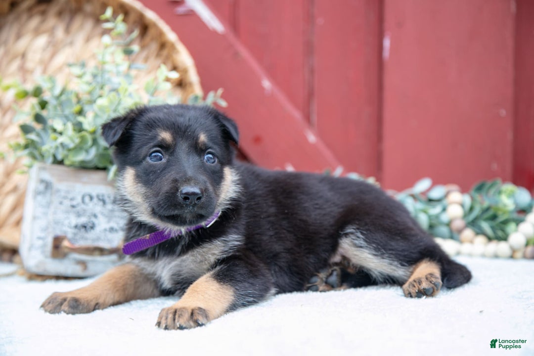 German Shepherd dogs for sale: Shiva - Image 3