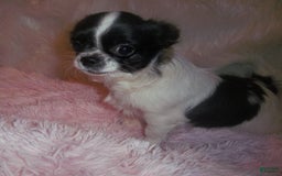 Chihuahua dogs for sale: Full Akc Rose - Image 1