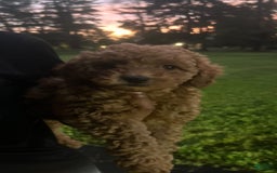 Cockapoo dogs for sale: Koko - Image 9