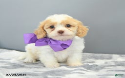 Cavapoo dogs for sale: Slippers - Image 2