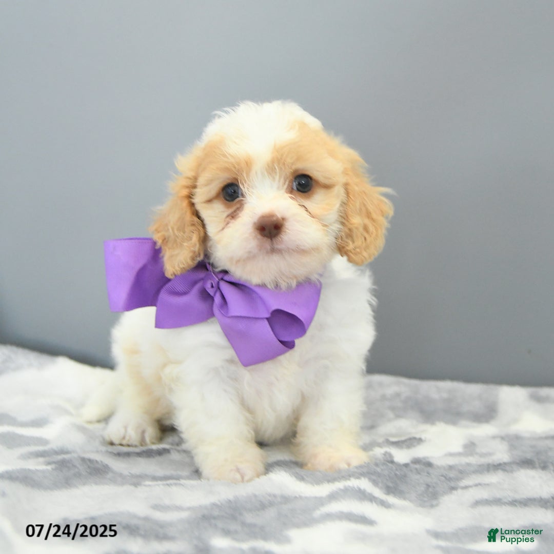 Cavapoo dogs for sale: Slippers - Image 2