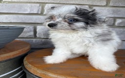Pomapoo dogs for sale: Maverick - Image 15