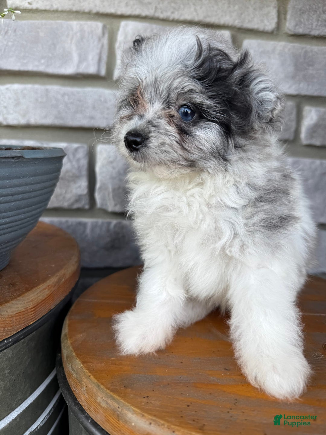 Pomapoo dogs for sale: Maverick - Image 15