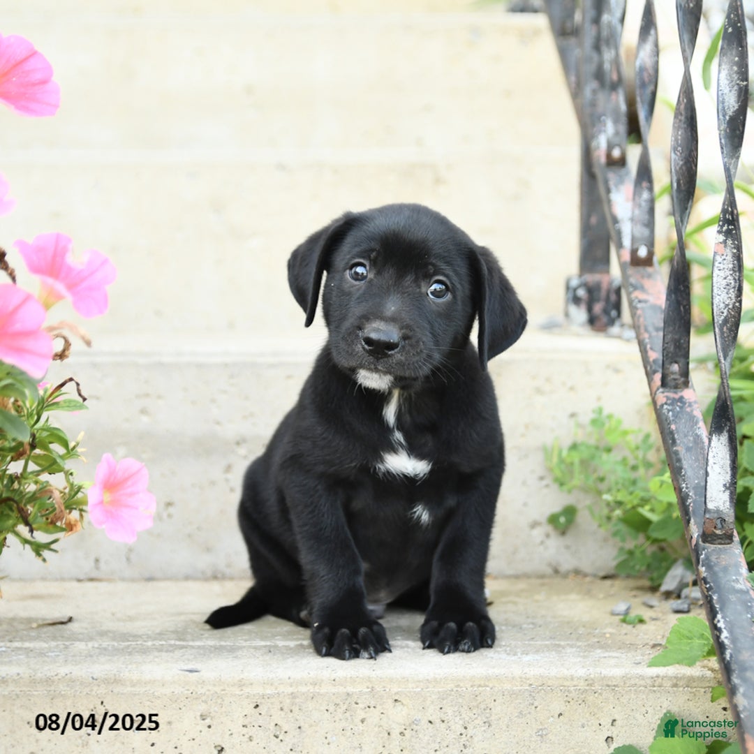 Jack Russell Terrier dogs for sale: Lucky - Image 1